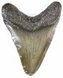 Juvenile Megalodon Tooth - South Carolina #44565-1
